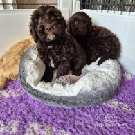 Cockapoo - Dogs