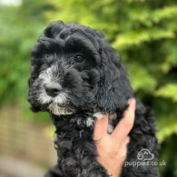 Cockapoo - Both