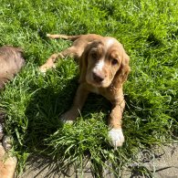 Cocker Spaniel (Working & Show) - Both