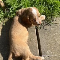 Cocker Spaniel (Working & Show) - Both