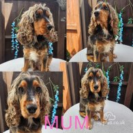 Cocker Spaniel (Working & Show) - Both