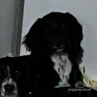 Cocker Spaniel (Working & Show) - Both