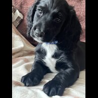 Cocker Spaniel (Working &amp; Show) - Both