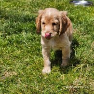 Cocker Spaniel (Working & Show) - Both