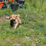 Cocker Spaniel (Working & Show) - Both