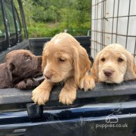 Cocker Spaniel (Working & Show) - Both