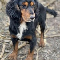 Cocker Spaniel (Working & Show) - Both