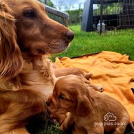 Cocker Spaniel (Working & Show) - Both