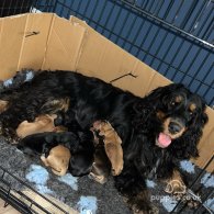 Cocker Spaniel (Working & Show) - Dogs