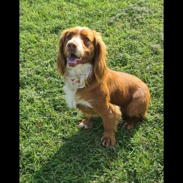 Cocker Spaniel (Working &amp; Show)