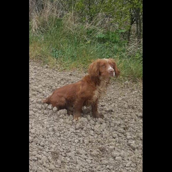 Cocker Spaniel (Working &amp; Show)