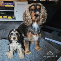 Cocker Spaniel (Working & Show) - Both