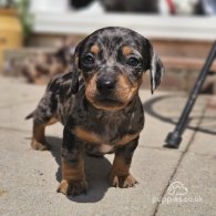 Dachshund (Standard & Miniature) - Bitches