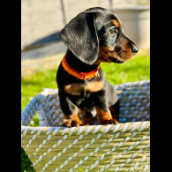 Dachshund (Standard &amp; Miniature) - Both