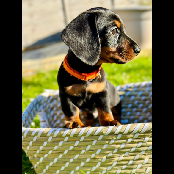 Dachshund (Standard &amp; Miniature) - Both