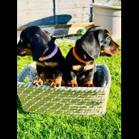 Dachshund (Standard &amp; Miniature) - Both