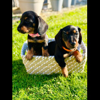 Dachshund (Standard &amp; Miniature) - Both