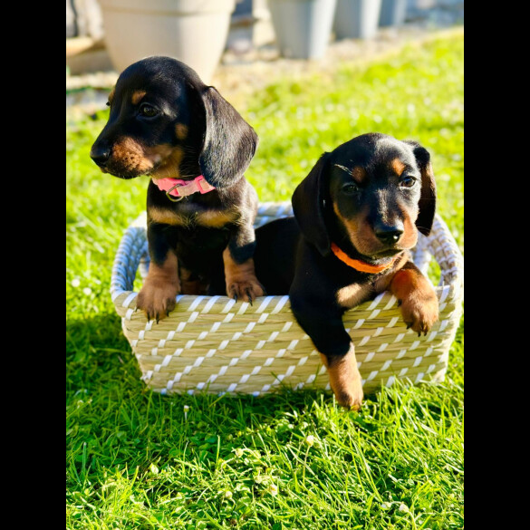 Dachshund (Standard &amp; Miniature) - Both