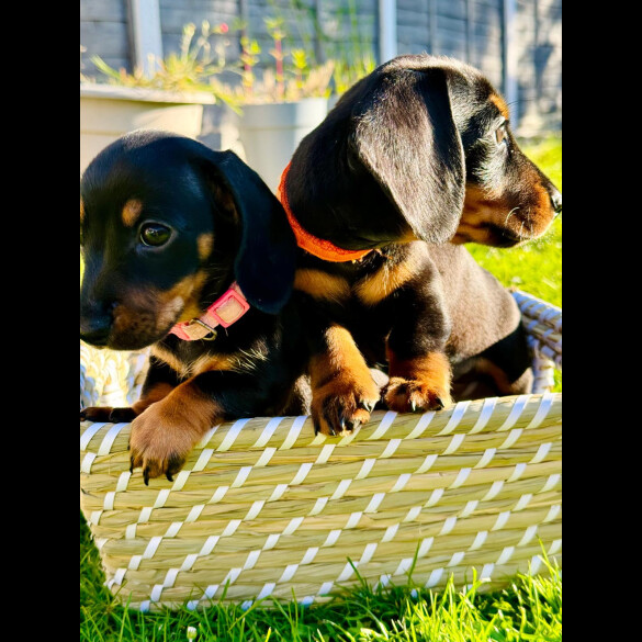 Dachshund (Standard &amp; Miniature) - Both