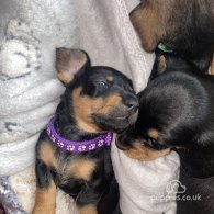 Dachshund (Standard & Miniature) - Both