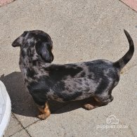 Dachshund (Standard & Miniature) - Bitches