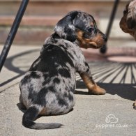 Dachshund (Standard & Miniature) - Bitches