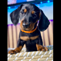 Dachshund (Standard &amp; Miniature) - Both