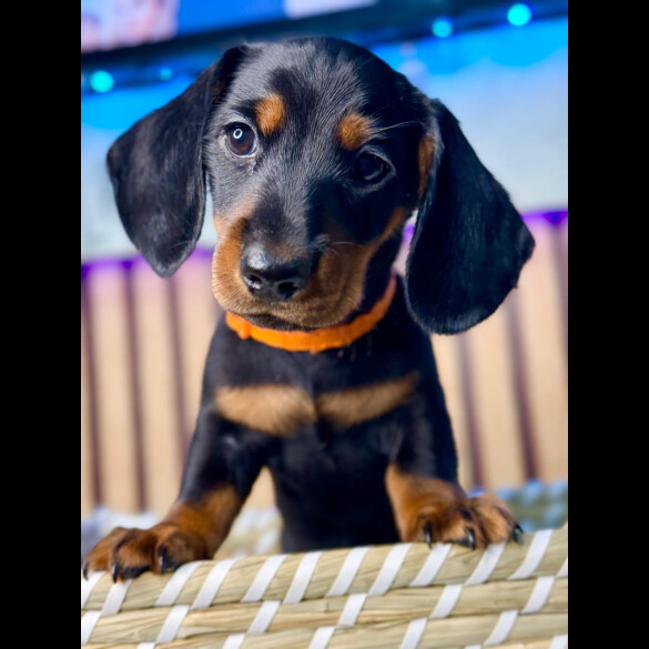 Dachshund (Standard &amp; Miniature) - Both