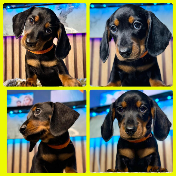 Dachshund (Standard &amp; Miniature) - Both