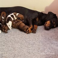 Dachshund (Standard & Miniature) - Both