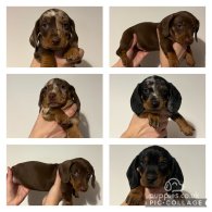 Dachshund (Standard & Miniature) - Both