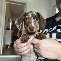 Dachshund (Standard & Miniature) - Both