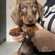 Dachshund (Standard & Miniature) - Both