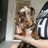 Dachshund (Standard & Miniature) - Both