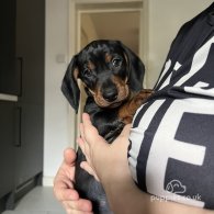 Dachshund (Standard & Miniature) - Both