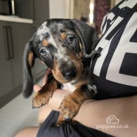 Dachshund (Standard & Miniature) - Both