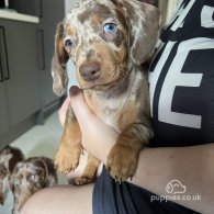 Dachshund (Standard & Miniature) - Both