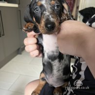 Dachshund (Standard & Miniature) - Both