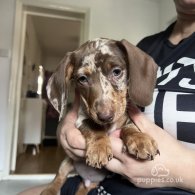 Dachshund (Standard & Miniature) - Both