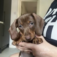 Dachshund (Standard & Miniature) - Both