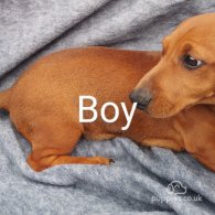 Dachshund (Standard & Miniature) - Both