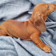 Dachshund (Standard & Miniature) - Both