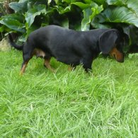 Dachshund (Standard & Miniature) - Both