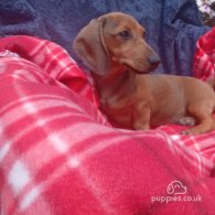 Dachshund (Standard & Miniature) - Both