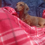 Dachshund (Standard & Miniature) - Both