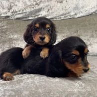 Dachshund (Standard & Miniature) - Both