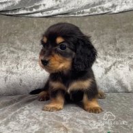 Dachshund (Standard & Miniature) - Both