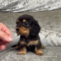 Dachshund (Standard & Miniature) - Both