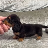 Dachshund (Standard & Miniature) - Both