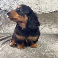 Dachshund (Standard & Miniature) - Both